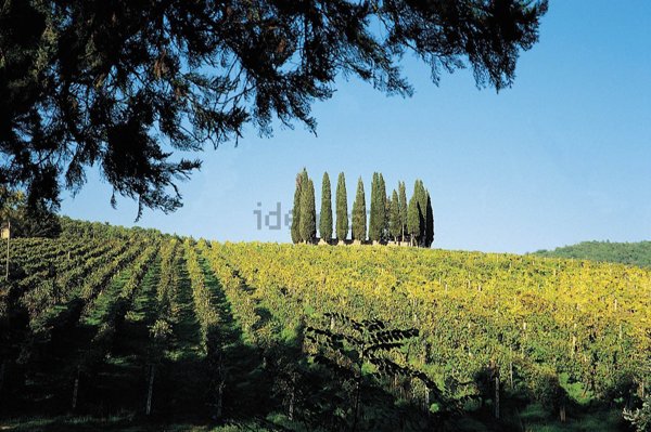 azienda agricola in vendita a Castelnuovo Berardenga