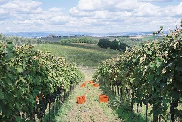 casa indipendente in vendita a Castelnuovo Berardenga in zona Ponte a Bozzone