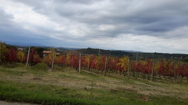 terreno agricolo in vendita a Castelnuovo Berardenga