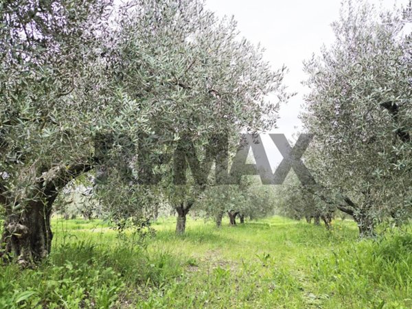 terreno agricolo in vendita a Castelnuovo Berardenga