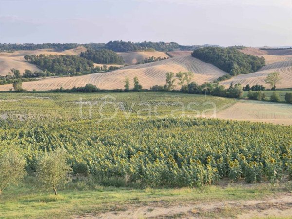 terreno agricolo in vendita a Castelnuovo Berardenga in zona Pacina