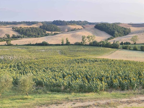 terreno in vendita a Castelnuovo Berardenga in zona Pacina