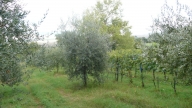 terreno agricolo in vendita a Castiglione d'Orcia