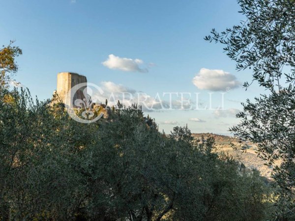 esavano in vendita a Castiglione d'Orcia