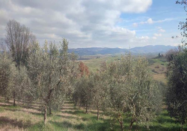 terreno agricolo in vendita a Castiglione d'Orcia