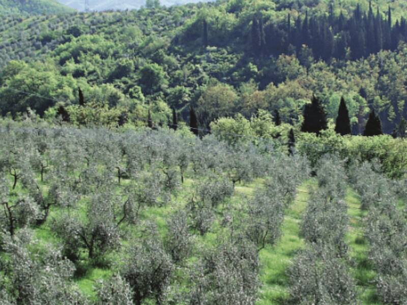 terreno agricolo in vendita a Castiglione d'Orcia
