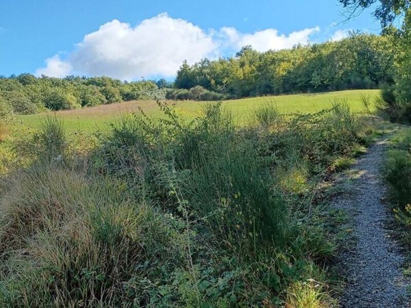 terreno agricolo in vendita a Castiglione d'Orcia