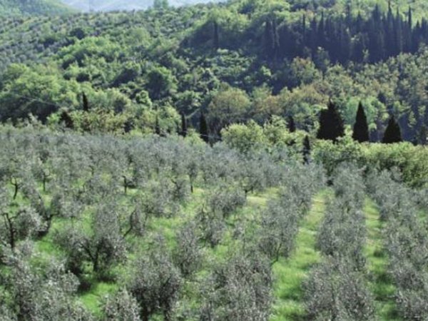 terreno edificabile in vendita a Castiglione d'Orcia