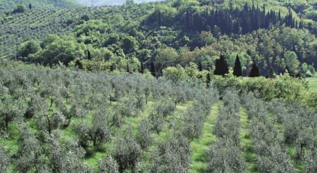 terreno agricolo in vendita a Castiglione d'Orcia