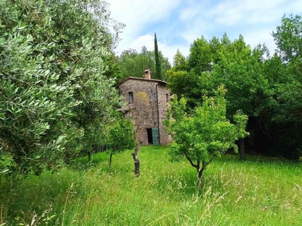 quadrivano in vendita a Cetona