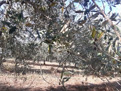 terreno agricolo in vendita a Chianciano Terme