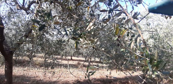 terreno agricolo in vendita a Chianciano Terme