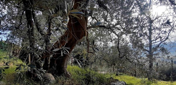 appartamento in vendita a Chianciano Terme