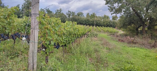 casa indipendente in vendita a Chiusdino