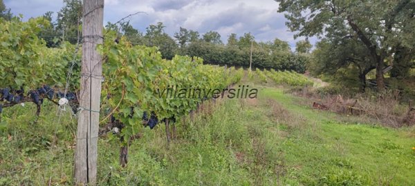 casale in vendita a Chiusdino