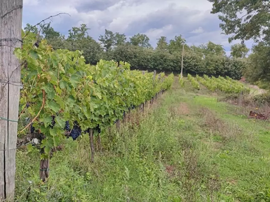 casa indipendente in vendita a Chiusdino