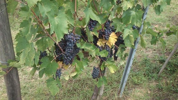terreno agricolo in vendita a Colle di Val d'Elsa