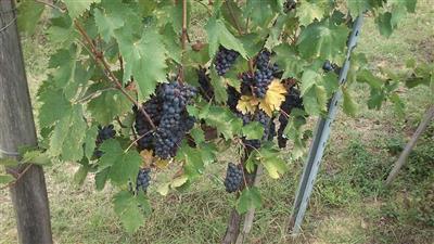 terreno agricolo in vendita a Colle di Val d'Elsa