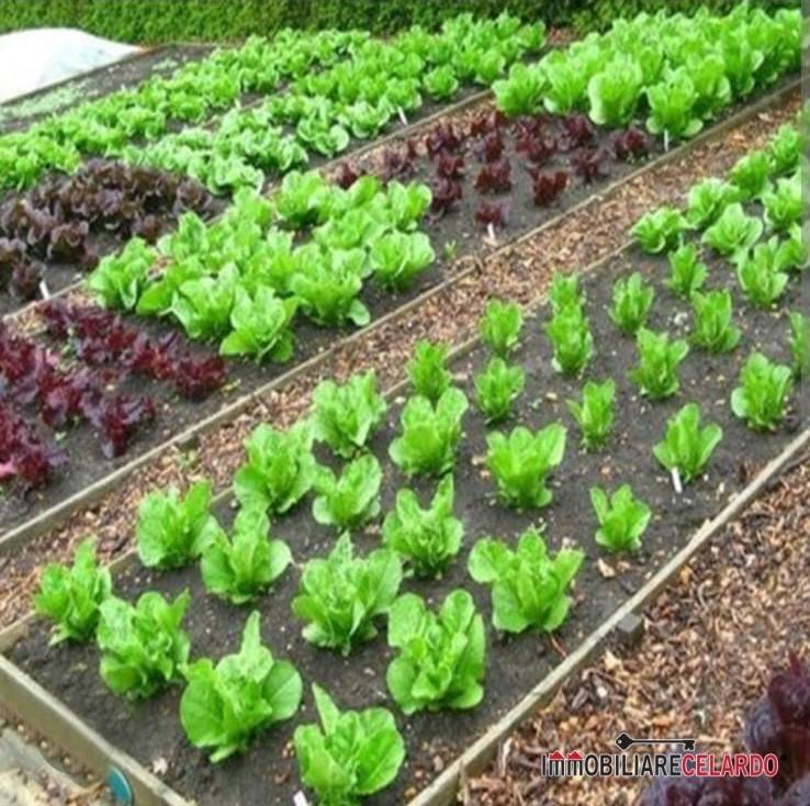 terreno agricolo in vendita a Colle di Val d'Elsa