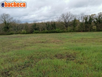 terreno agricolo in vendita a Colle di Val d'Elsa