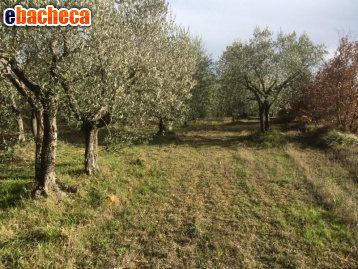 terreno agricolo in vendita a Colle di Val d'Elsa