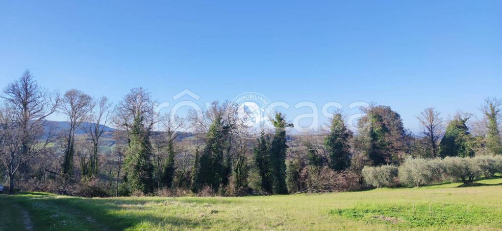 terreno agricolo in vendita a Colle di Val d'Elsa