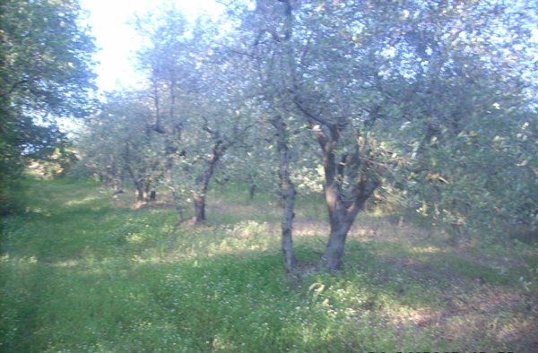 terreno agricolo in vendita a Colle di Val d'Elsa