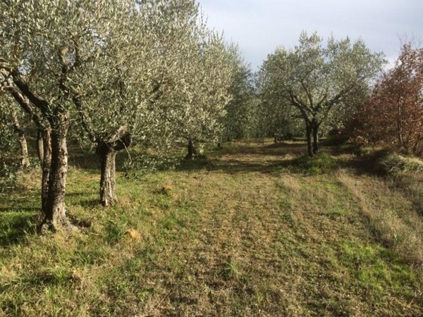 terreno agricolo in vendita a Colle di Val d'Elsa