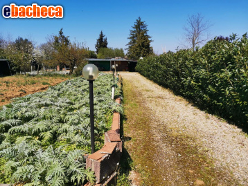 terreno agricolo in vendita a Colle di Val d'Elsa