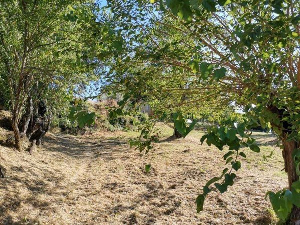 terreno agricolo in vendita a Colle di Val d'Elsa in zona Le grazie