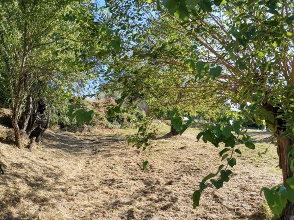 terreno agricolo in vendita a Colle di Val d'Elsa