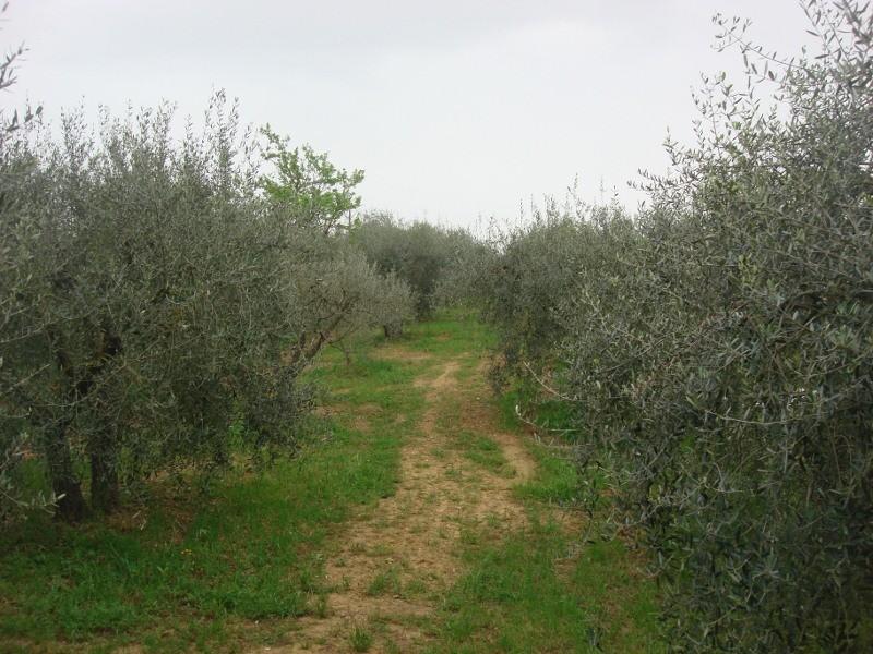 terreno agricolo in vendita a Colle di Val d'Elsa