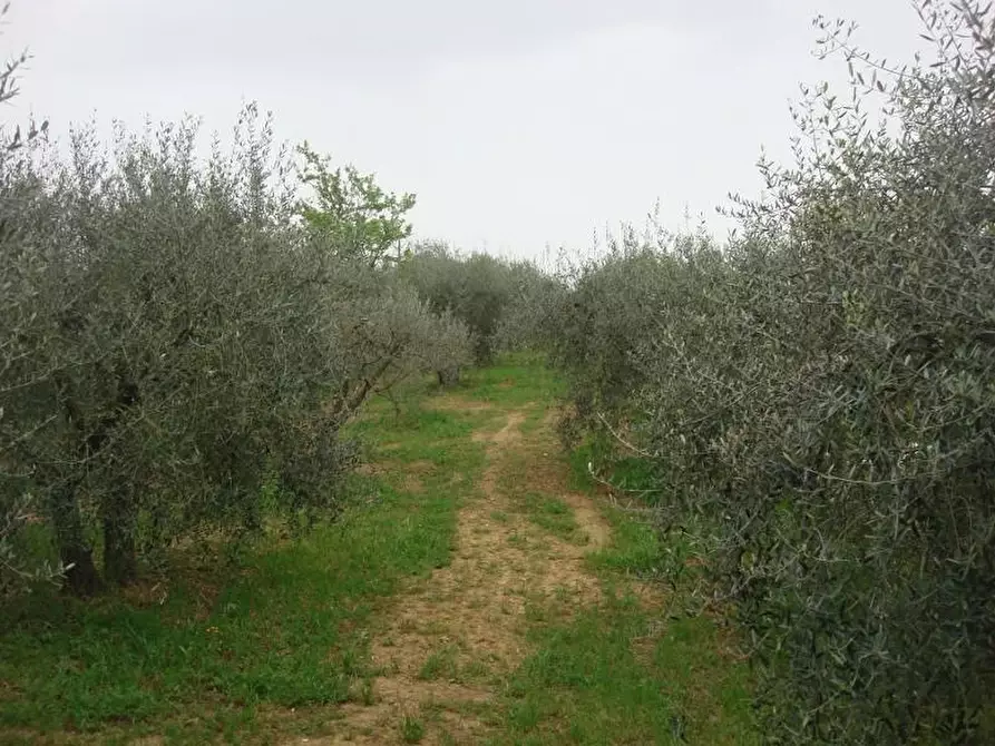 terreno agricolo in vendita a Colle di Val d'Elsa