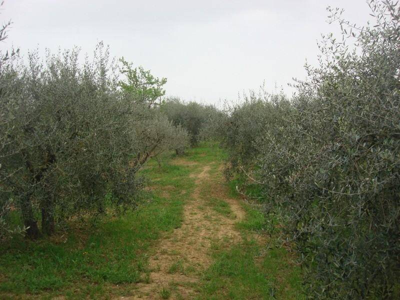 terreno agricolo in vendita a Colle di Val d'Elsa