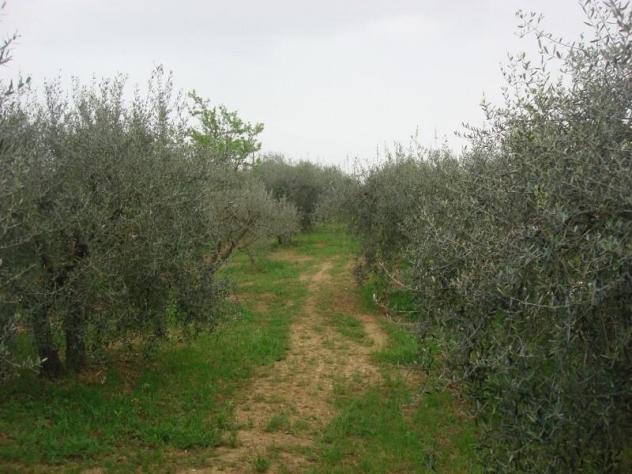 terreno agricolo in vendita a Colle di Val d'Elsa