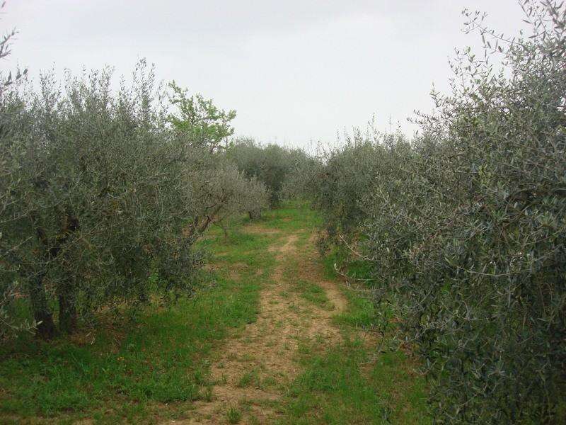 terreno agricolo in vendita a Colle di Val d'Elsa