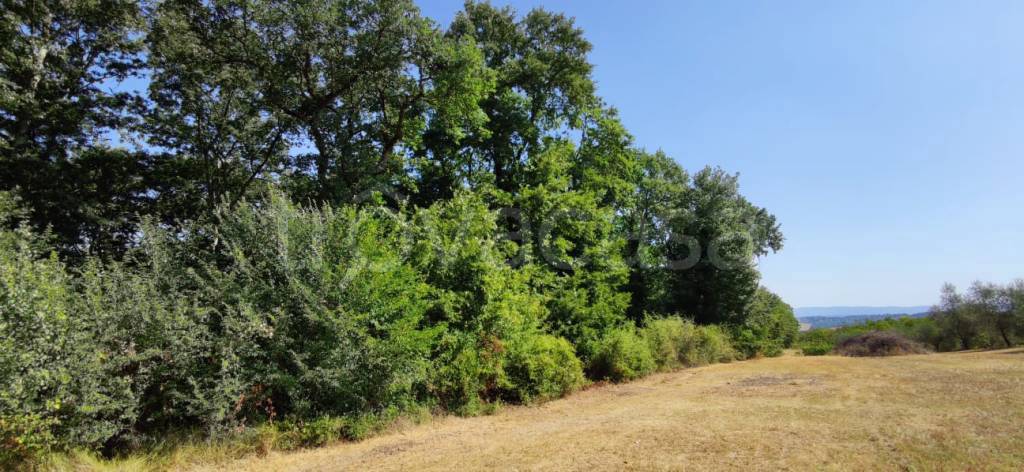 terreno agricolo in vendita a Colle di Val d'Elsa