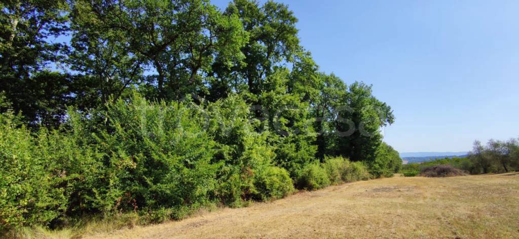 terreno agricolo in vendita a Colle di Val d'Elsa