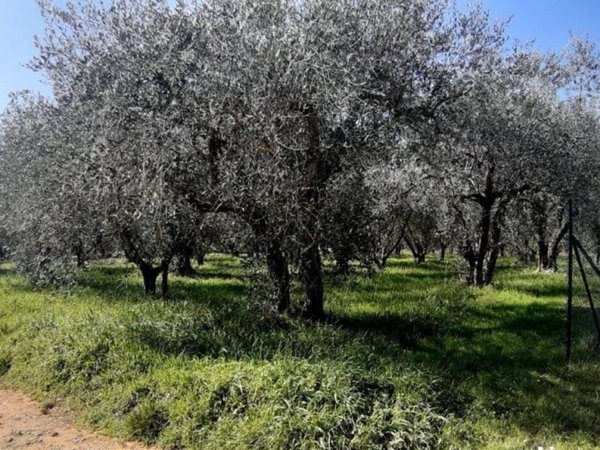 terreno agricolo in vendita a Colle di Val d'Elsa