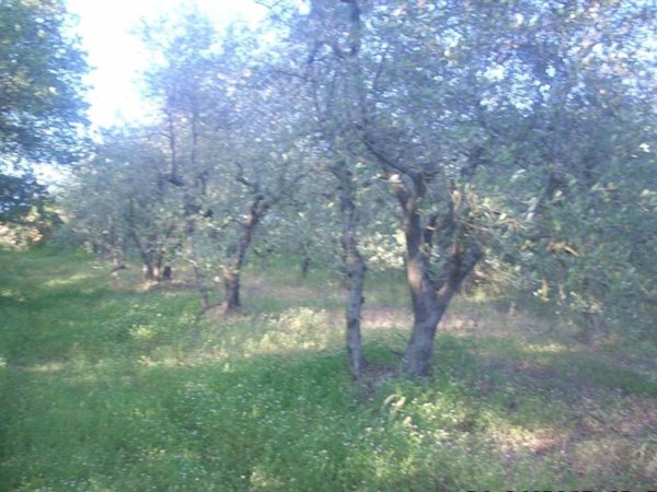 terreno agricolo in vendita a Colle di Val d'Elsa