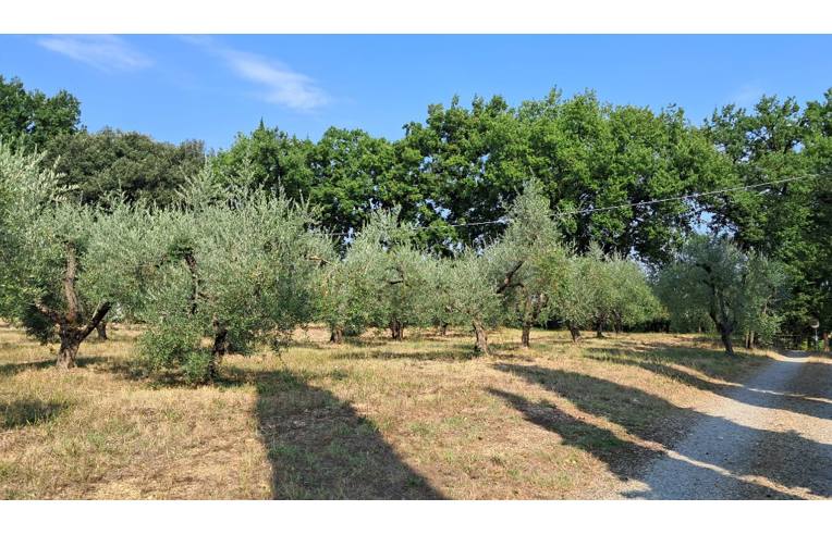 terreno agricolo in vendita a Colle di Val d'Elsa