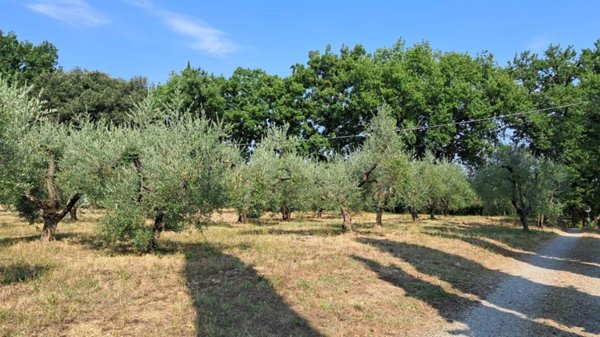 terreno agricolo in vendita a Colle di Val d'Elsa