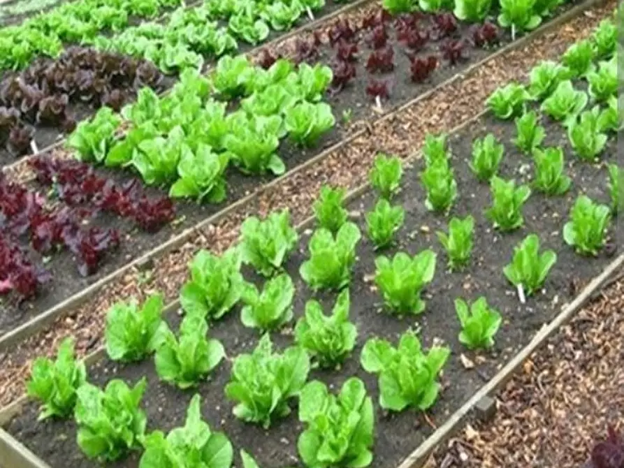 terreno agricolo in vendita a Colle di Val d'Elsa