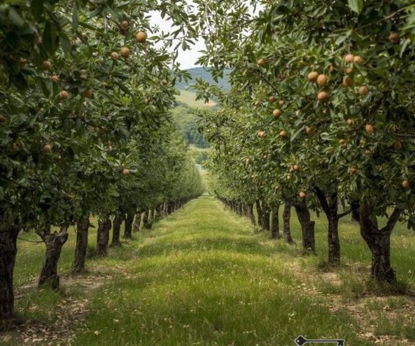 terreno agricolo in vendita a Colle di Val d'Elsa in zona Le grazie