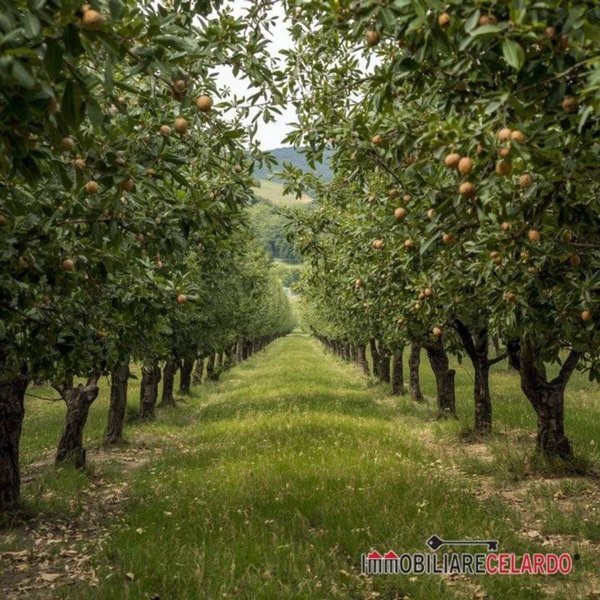 terreno agricolo in vendita a Colle di Val d'Elsa in zona Le grazie