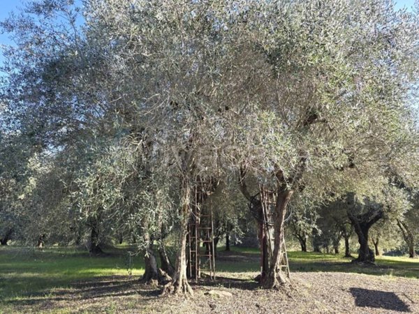 terreno agricolo in vendita a Colle di Val d'Elsa
