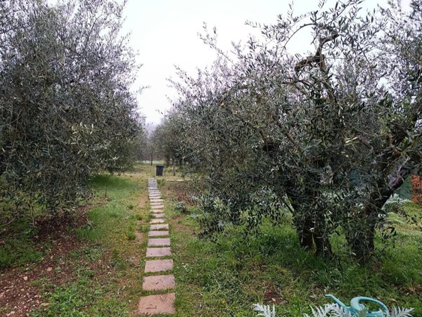 terreno edificabile in vendita a Colle di Val d'Elsa in zona Le grazie