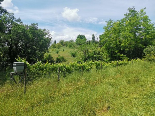 terreno agricolo in vendita a Colle di Val d'Elsa