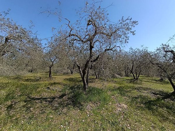 terreno edificabile in vendita a Colle di Val d'Elsa in zona Le grazie