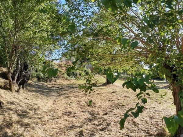 terreno agricolo in vendita a Colle di Val d'Elsa in zona Le grazie